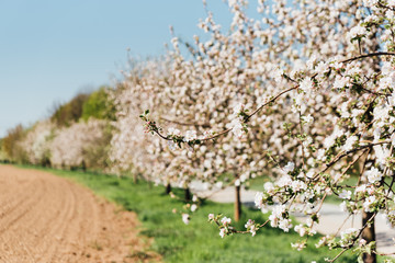 Apple blossom alley in spring  
