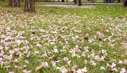 Tabebuia rosea is a Pink Flower falling on the ground in the public park. Pink trumpet tree, Pink poui, Pink tecoma, Rosy trumpet tree, Basant rani