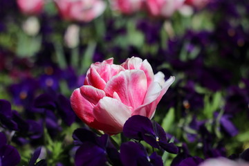 Pinke Rose umgeben von dunkellilanen Alpenveilchen im sonnigen Blumenbeet
