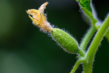 Gurke Sprößling Blüte