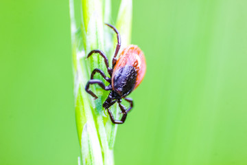 The castor bean tick (Ixodes ricinus).