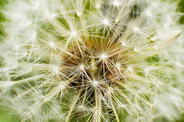 Dandelion seeds on a fresh green morning background.