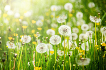 Dandelions on a summer meadow