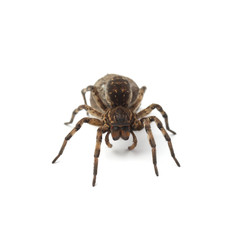 Female of wolf spider with cocoon isolated on white