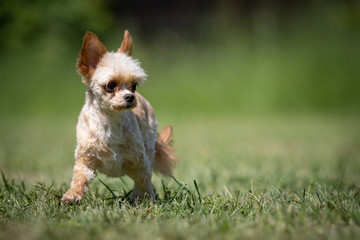 Small beige crossbred Terrier rescue dog walks on a lawn