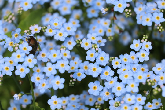 377 Best 忘れな草 Images Stock Photos Vectors Adobe Stock