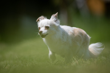 Small white and beige crossbred Chihuahua rescue dog runs on a lawn