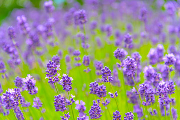 Obraz premium close-up violet Lavender flowers field at summer sunny day with soft focus blur background. Furano, Hokkaido, Japan