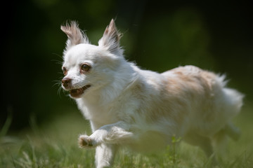 Small white and beige crossbred Chihuahua rescue dog runs on a lawn