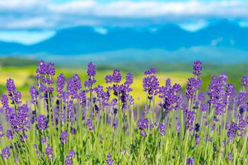 close-up violet Lavender flowers field at summer sunny day with soft focus blur natural background. Furano, Hokkaido, Japan