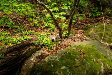 European Wildcat, Felis silvestris, in european summer forest. Typical environment. Europe.