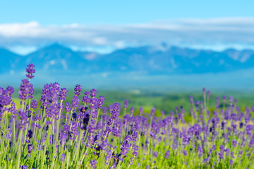 close-up violet Lavender flowers field at summer sunny day with soft focus blur natural background. Furano, Hokkaido, Japan