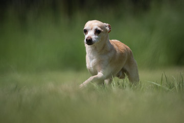 Small white and beige crossbred Chihuahua rescue dog walks on a lawn