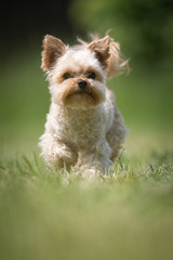 Small beige crossbred Terrier rescue dog walks on a lawn