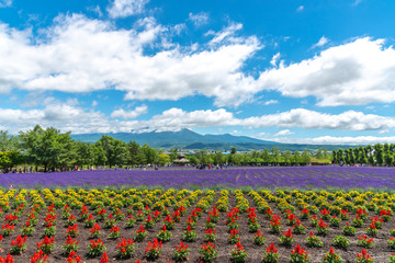 Vest violet Lavender flowers field at summer sunny day with natural background at Farm Tomita, Furano, Hokkaido, Japan