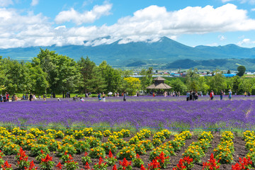 Vest violet Lavender flowers field at summer sunny day with natural background at Farm Tomita, Furano, Hokkaido, Japan