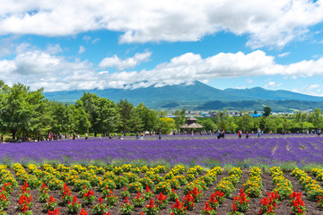 Vest violet Lavender flowers field at summer sunny day with natural background at Farm Tomita, Furano, Hokkaido, Japan