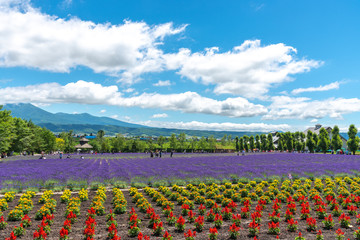 Vest violet Lavender flowers field at summer sunny day with natural background at Farm Tomita, Furano, Hokkaido, Japan