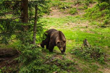 Brown bear walking free in a summer forest.