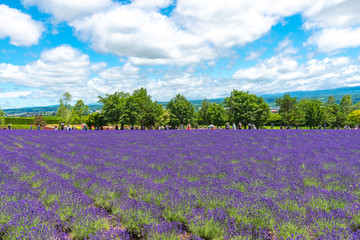 Vest violet Lavender flowers field at summer sunny day with natural background at Farm Tomita, Furano, Hokkaido, Japan