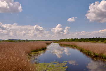 Beautiful summer landscape with a blue sky at lake Federsee in Bad Buchau, Germany
