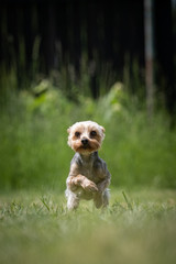 Small multicolored Yorkshire Terrier rescue dog runs on a lawn
