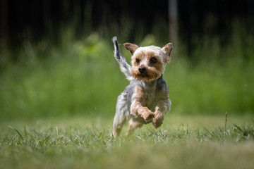 Small multicolored Yorkshire Terrier rescue dog runs on a lawn