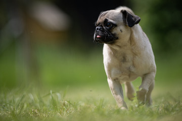 Small beige Pug rescue dog walks on a lawn