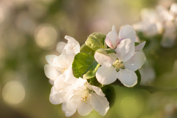 Beautiful white Apple blossom-nature spring Sunny background. Soft focus with bokeh .