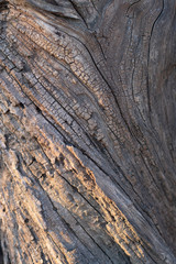 Old wood texture. Close-up of an old, damaged wooden trunk