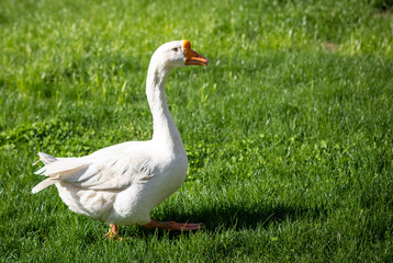 white goose walks on the green grass near the lake in the sunlight.