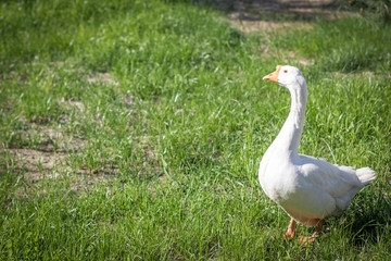 Naklejka na ściany i meble white goose walks on the green grass near the lake in the sunlight.