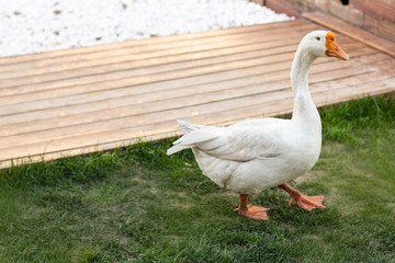 white goose walks on the green grass near the lake in the sunlight.