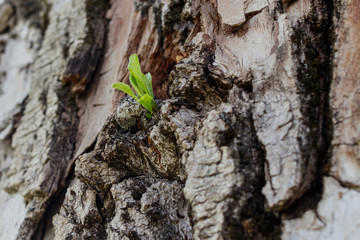 New life concept. A small sprout appears from the trunk of an old poplar tree.