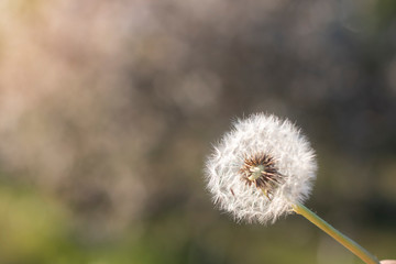 Beautiful white dandelion flower - nature, spring, Sunny background. Soft focus with bokeh .