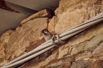 Oiseau posé sur des câbles électriques .