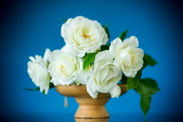 bouquet of beautiful white roses on a blue
