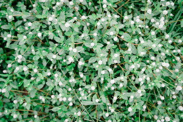 Many grass flower top view