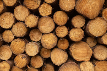 A close up front view of a pile of freshly cut trees striped of branches and prepared for the saw...