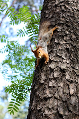 Squirrel jumping on a tree in the forest in summer