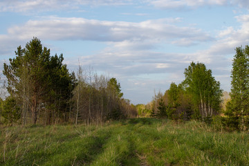 Obraz premium Forest track in the distance in the Siberian mixed forest.