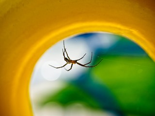 Spider in Yellow Circle  1