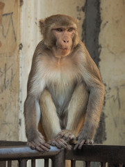 Indian Macaque/Monkey outside in Temple 