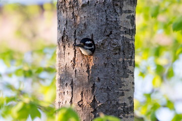 Male Eastern hairy woodpecker seen peeking through the entrance of its nest in a dead tree trunk, Quebec City, Quebec, Canada
