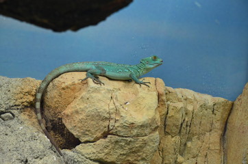 Sleeping lizard on the tree 