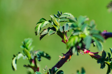 Very beautiful and unusual spring branches of the Bush with green leaves and red branches. Spring time when everything blooms and sprouts