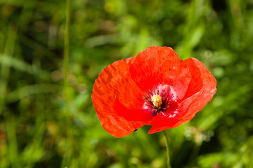 Mohn - offene Blüte