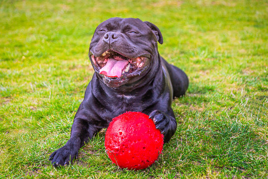 A huge open mouthed smile of delight and happiness on a black Staffordshire Bull Terrier dog after playing with and chewing a red plastic ball on grass. He is now lying down holding the ball