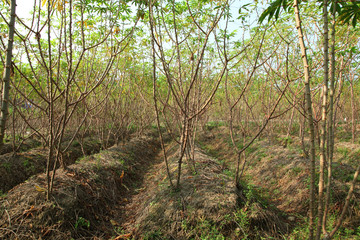 Tapioca industry at Kerala,India. Tapioca is a starch extracted from cassava root. 