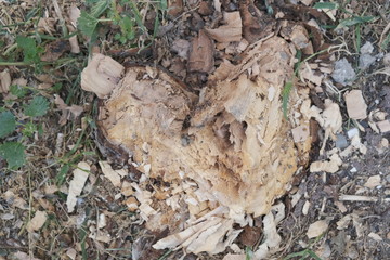 wood, green, tree,grass